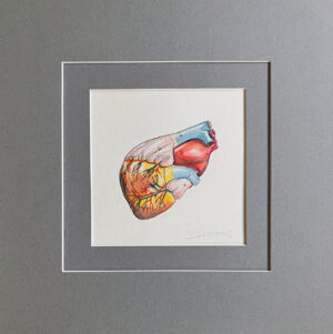 Anatomical Heart