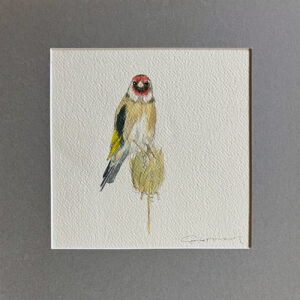Goldfinch