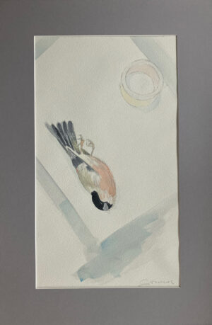 Female Bullfinch on paper